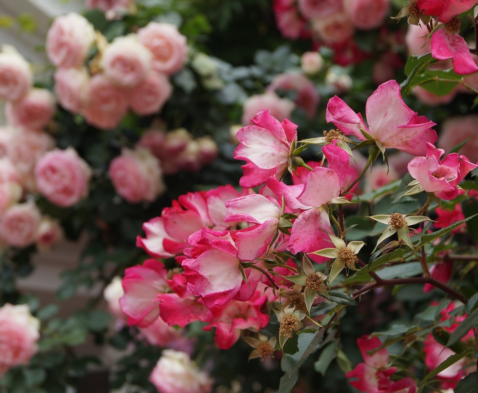 薔薇の館「ラビアンローズ（LA VIE en ROSE）」＠京都・嵐山_b0063958_22163823.jpg