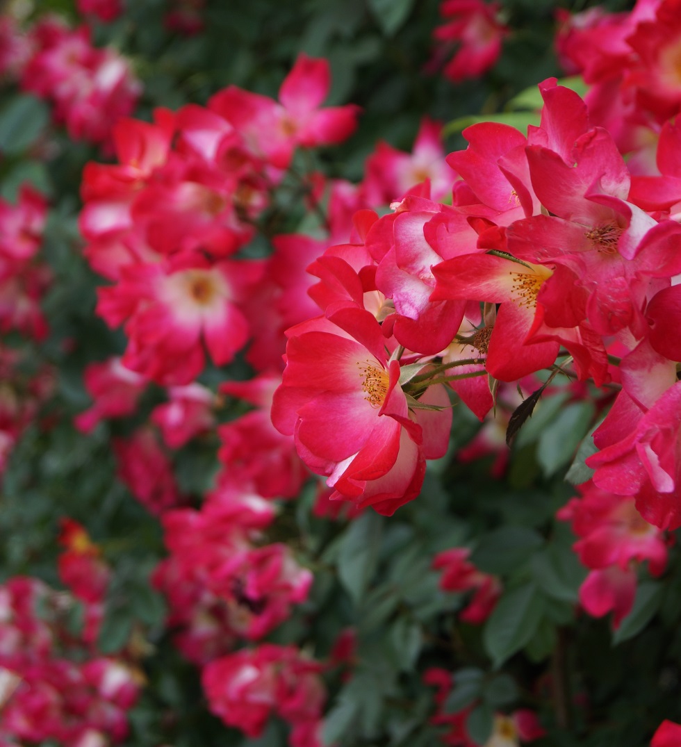 薔薇の館「ラビアンローズ（LA VIE en ROSE）」＠京都・嵐山_b0063958_22171212.jpg