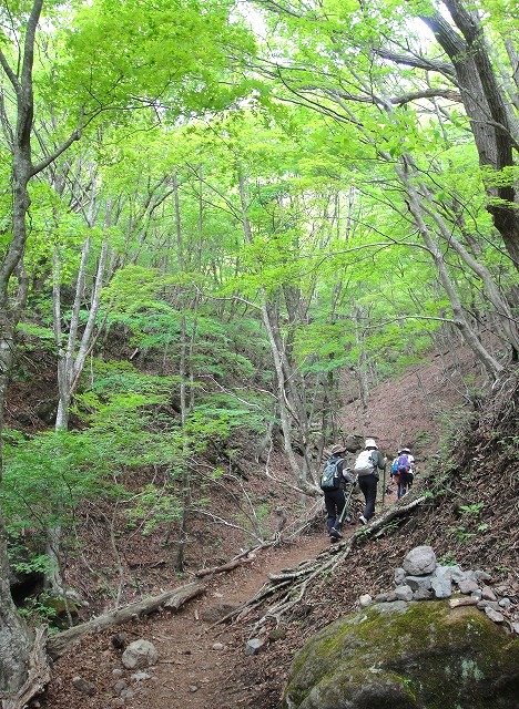 ＜2014年５月18～22日＞2014九州登山ﾃﾞﾋﾞｭｰ＆歴史探訪旅①：（由布岳・大崩山）_c0119160_2134997.jpg