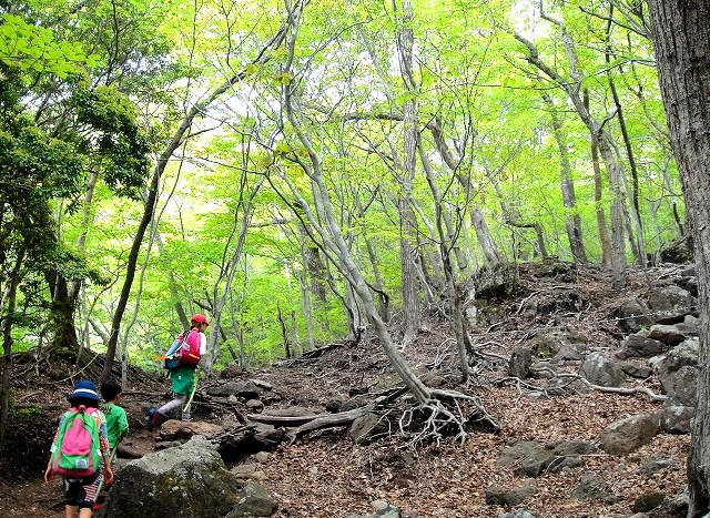 ＜2014年５月18～22日＞2014九州登山ﾃﾞﾋﾞｭｰ＆歴史探訪旅①：（由布岳・大崩山）_c0119160_215221100.jpg