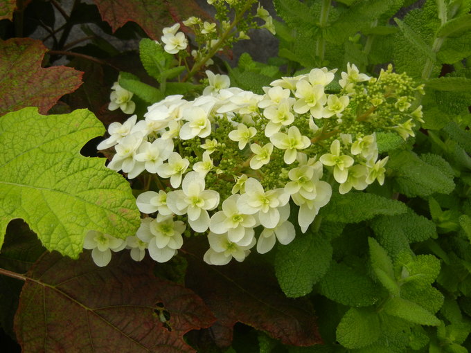 ’14,6,4(水)芝刈りとアジサイ!_f0060461_1023193.jpg