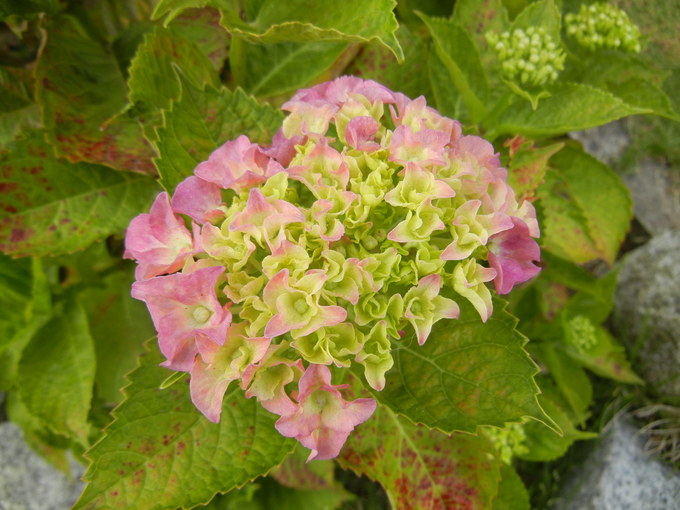 ’14,6,4(水)芝刈りとアジサイ!_f0060461_1025855.jpg