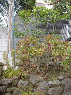 お庭のビフォー・アフター_f0215262_1659442.jpg