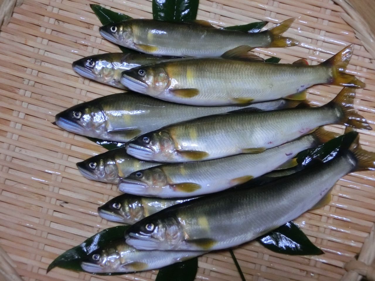 鮎 解禁 押し花おばさんの気まぐれブログ