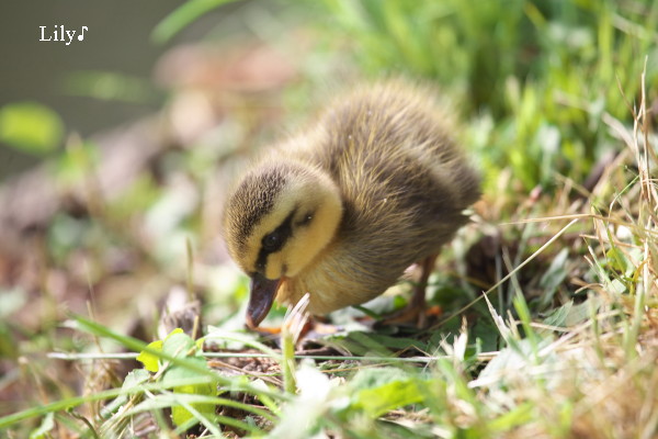 守られて ＊ 鳥天使カルガモ_e0166574_2352969.jpg