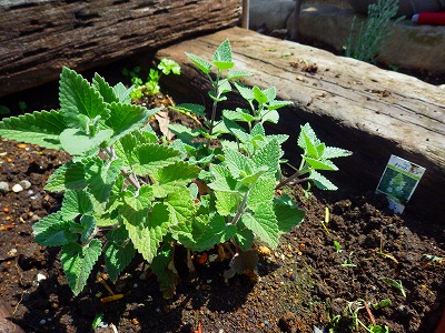 観賞用と猫用に植えた植物達_b0052375_10545818.jpg