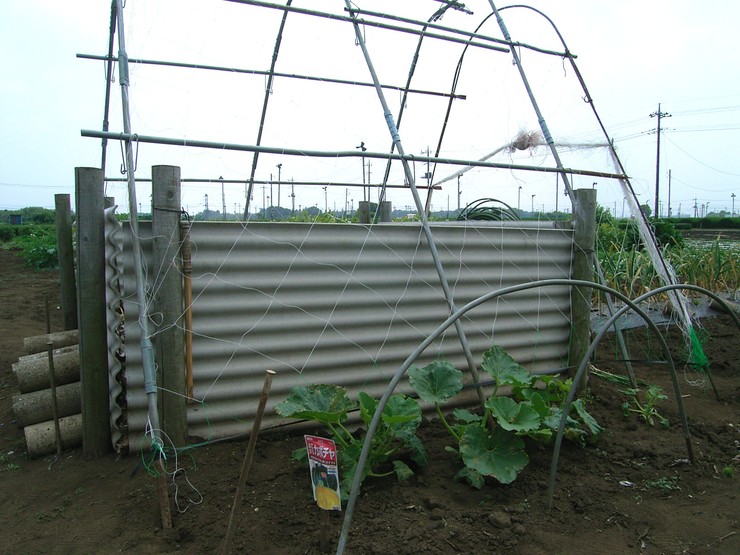 カボチャの空中栽培 野菜tukuri