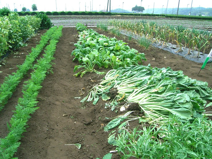 カボチャの空中栽培 野菜tukuri