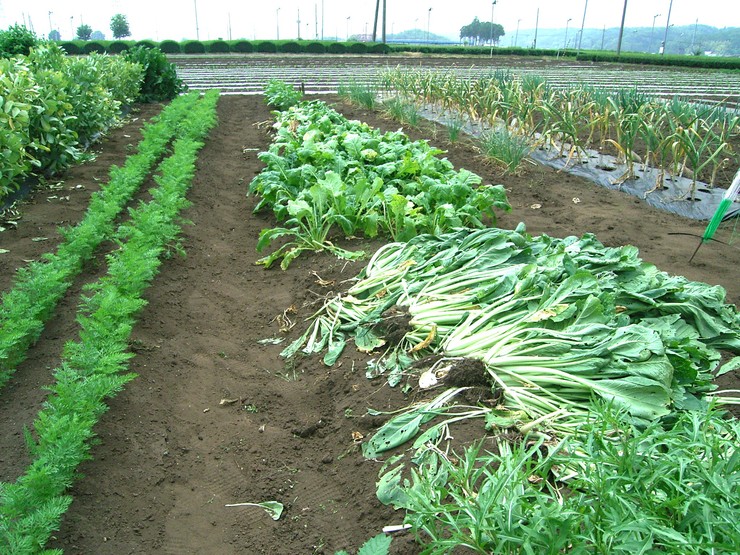 カボチャの空中栽培 野菜tukuri カボチャの空中栽培 野菜tukuri