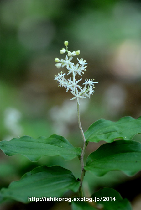 ユキザサ・森林公園に咲く花_a0223379_12173998.jpg