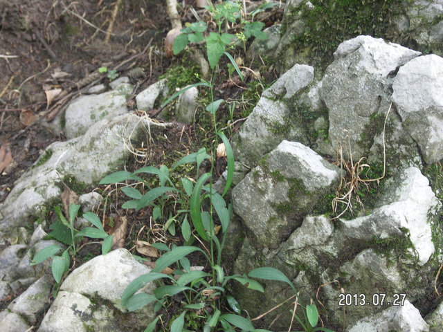 花だより　　2013年7月の植物　　　　　　　　藤原昧々_a0253180_20573852.jpg