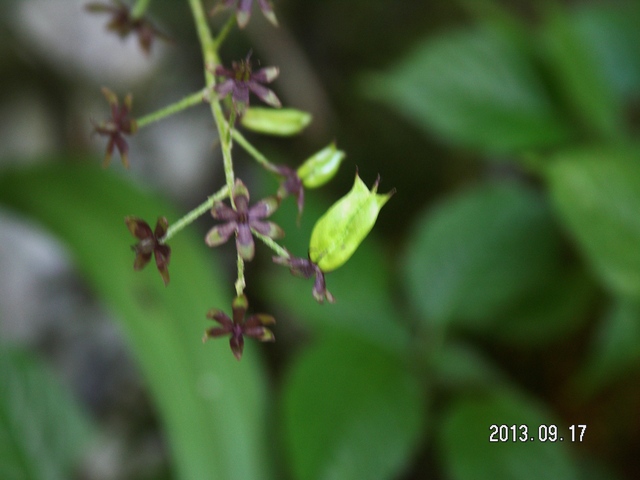 花だより　2013年9月の植物              　　　   藤原昧々_a0253180_21313981.jpg