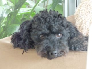 2014年6月4日 tonerico の ひろ子さん_b0098584_20391428.jpg