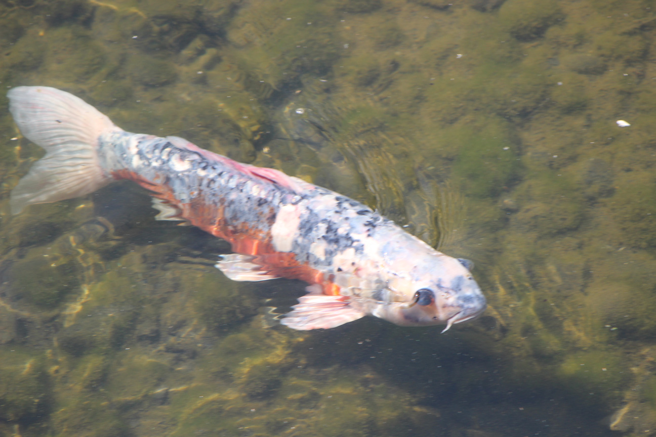 万博公園 日本庭園_c0141986_23182185.jpg