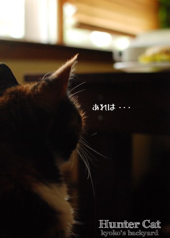 ビスケットを狙う猫_b0253205_056517.jpg