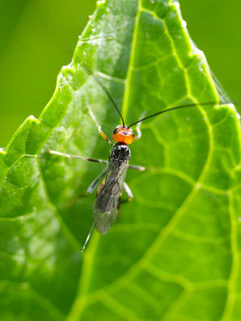 鮮やかなオレンジ色の顔をしていました 昆虫ブログ むし探検広場