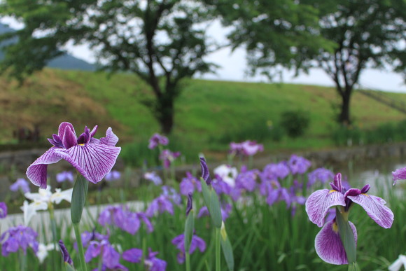 大洲　新谷の菖蒲園_d0237309_21421658.jpg