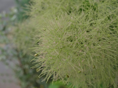 c0247614_16442026.jpg