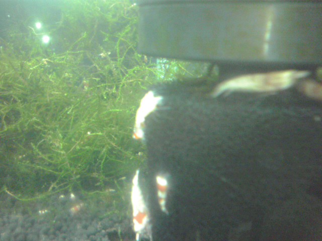 a0291521_8171215.jpg