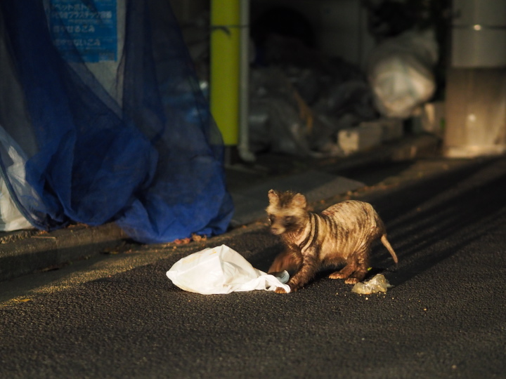 ご近所さん遭遇_b0244424_8163763.jpg