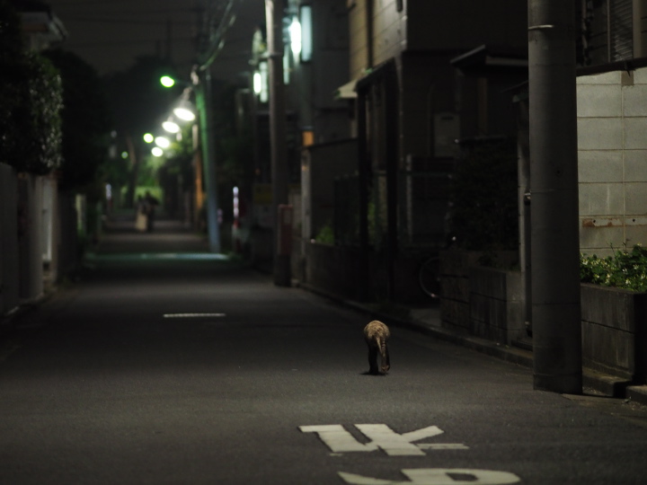 ご近所さん遭遇_b0244424_8192997.jpg