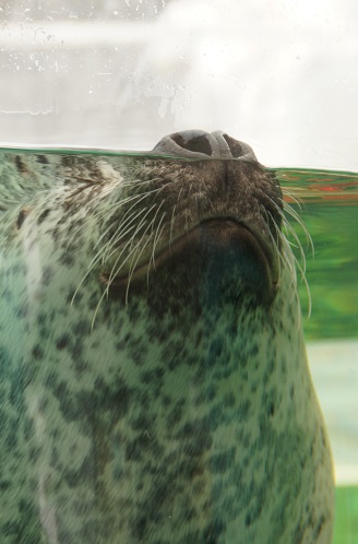 京都水族館_c0235725_23362147.jpg