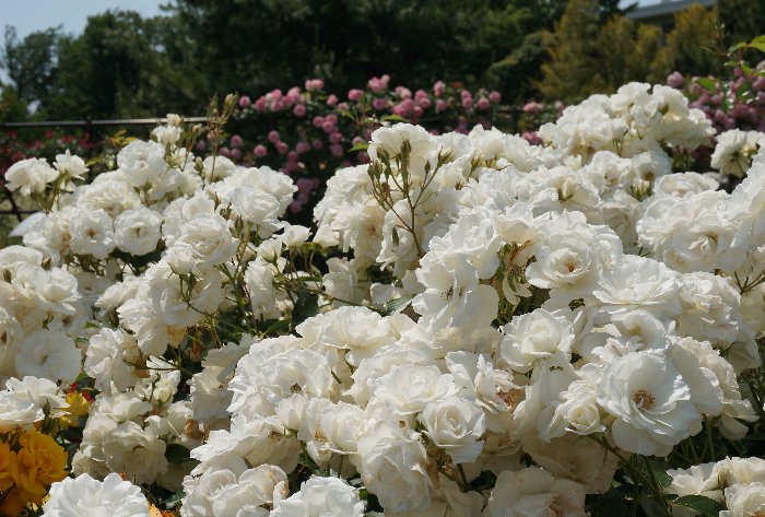 ５月の大船フラワーセンター　薔薇その２_e0021129_448028.jpg