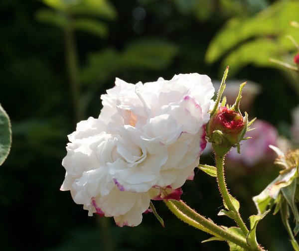 ５月の大船フラワーセンター　薔薇その２_e0021129_4493962.jpg