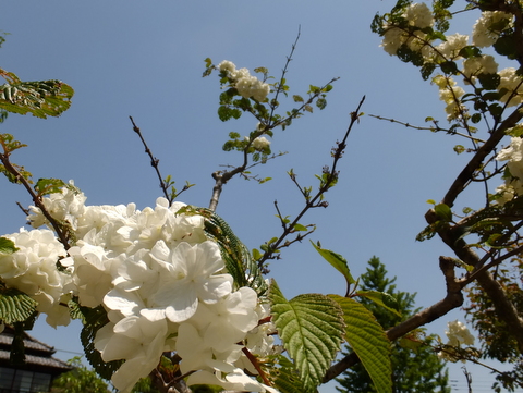 太鼓曲輪尾根から北高尾へ〜５月1０日(土)〜　その②_b0281732_8381248.jpg