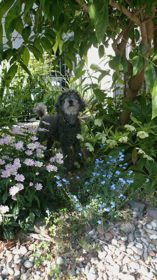 c0136736_17275892.gif
