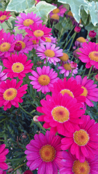 c0136736_17281651.gif