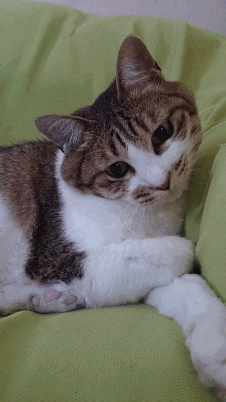 c0136736_17332216.gif