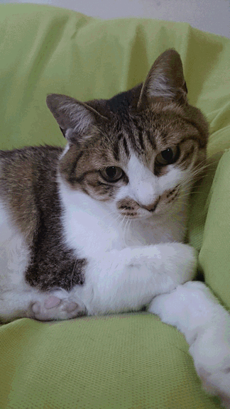 c0136736_17343161.gif
