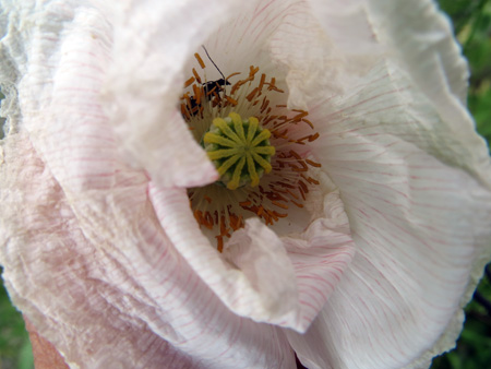 ヒナゲシの花咲く庭_f0234936_6435369.jpg