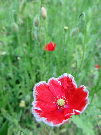 ヒナゲシの花咲く庭_f0234936_6442320.jpg