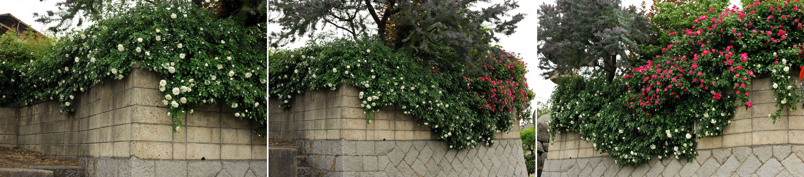 b0075541_11255999.jpg