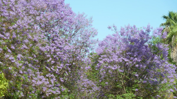 スペイン南部の旅 9 ジャカランダの花 そらいろのパレット