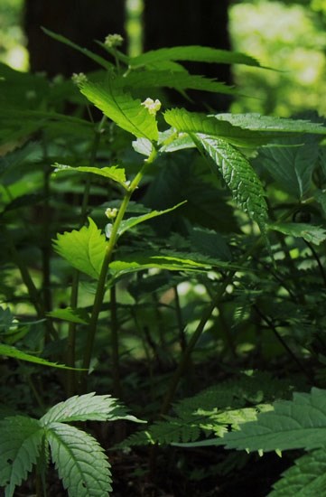 c0093046_6464127.jpg