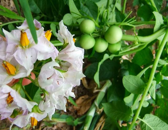 ジャガイモの花の実 操の気まぐれ日記 ジャガイモの花の実 操の気まぐれ日記