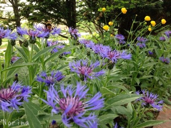 それでも花は咲く_e0326953_14485388.jpg