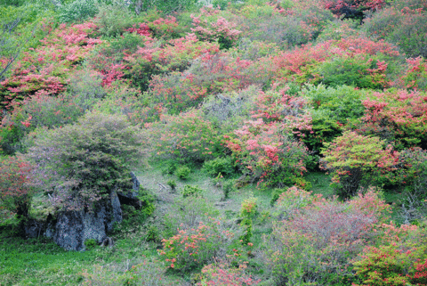 a0001354_19361814.gif