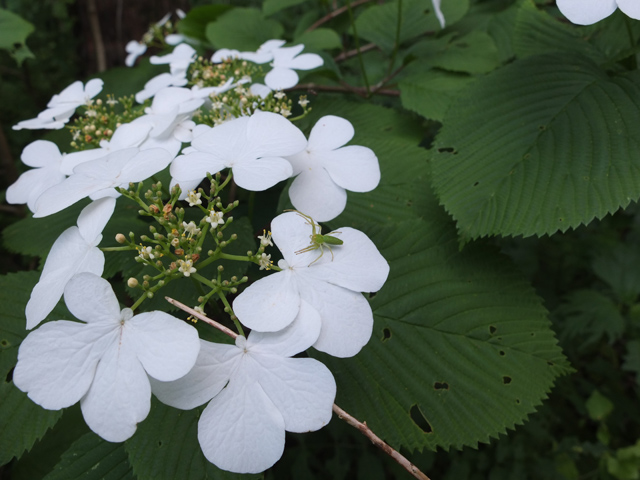 銀杏峰で見つけた樹木の花々_f0207955_9245719.jpg