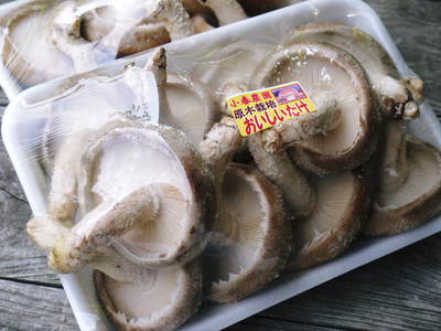 原木しいたけ 夏に収穫!特別な夏しいたけ(生)販売開始!!_a0254656_19251593.jpg