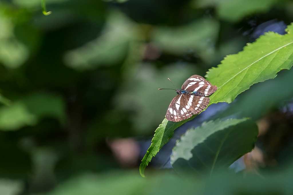 花菖蒲が見頃です_f0044056_09152548.jpg