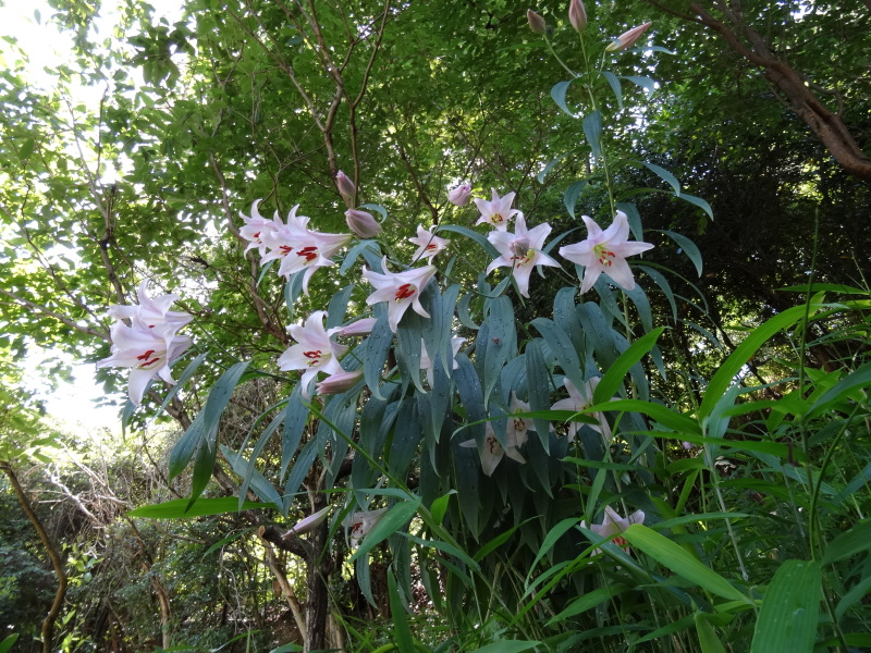 c0108460_22442441.jpg