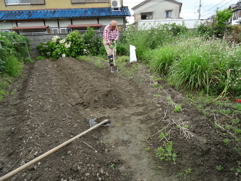 ナルトキントキ(サツマイモ)の苗150本植付完了 by (TATE-misaki)_c0108460_23442760.jpg