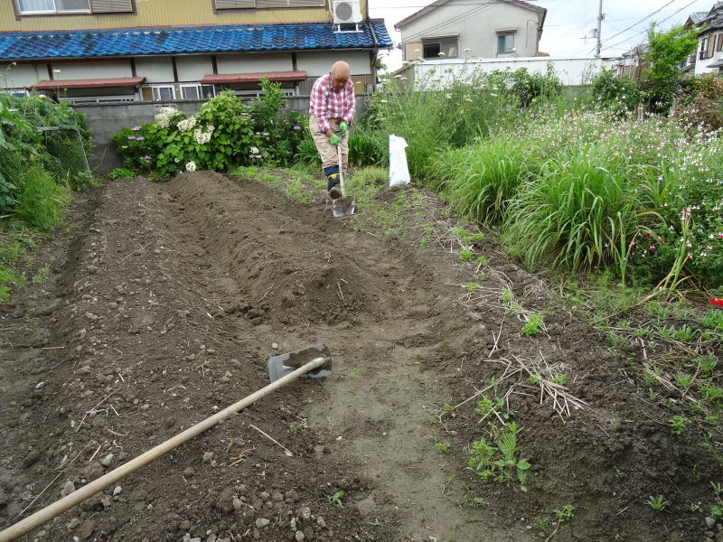 ナルトキントキ（サツマイモ）の苗150本植付完了_c0108460_23442760.jpg