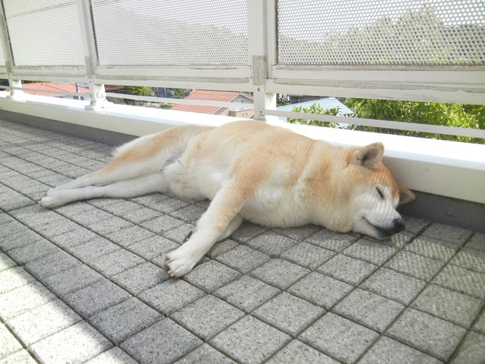 ’14,6,5(木)ここって楽園のようなところなの?_f0060461_1038217.jpg