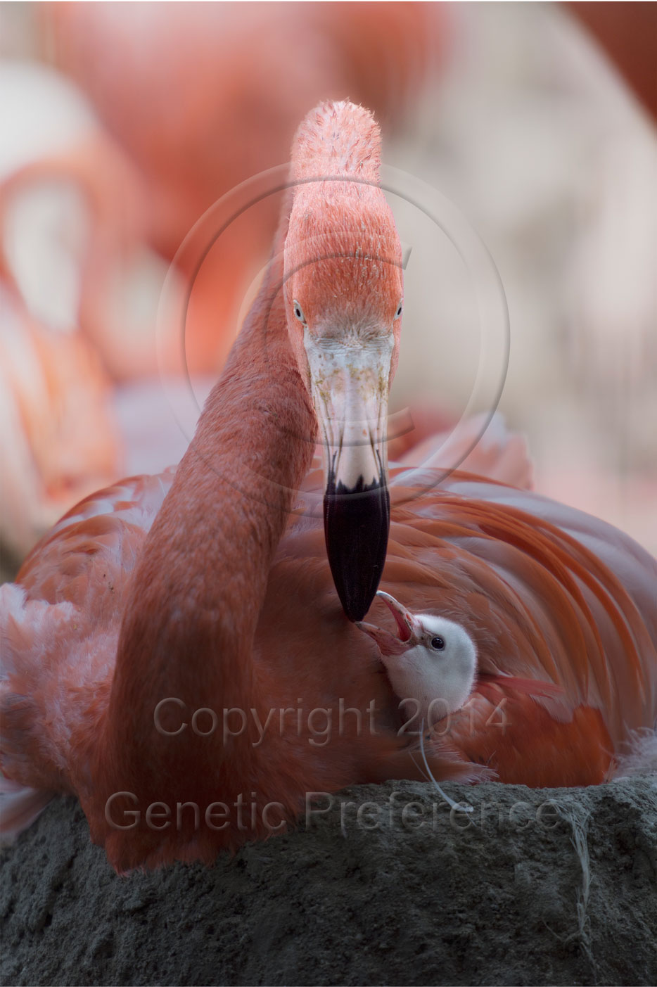 王子動物園2014初夏_a0111162_20474364.jpg