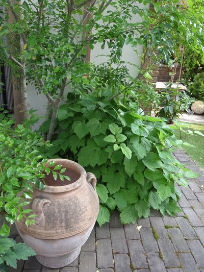 フランス風のお庭 りえんぞうのあれやこれや